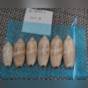 6 Lettered Olive Seashells from Florida (set A)